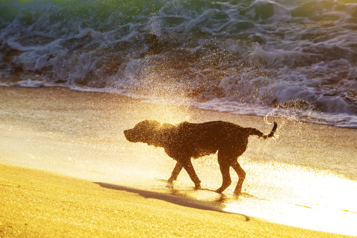 Dog Beaches in Sarasota - Shiney Day Specialized Pet Care